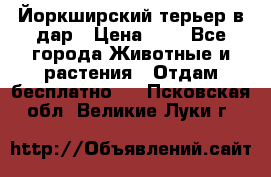 Йоркширский терьер в дар › Цена ­ 1 - Все города Животные и растения » Отдам бесплатно   . Псковская обл.,Великие Луки г.